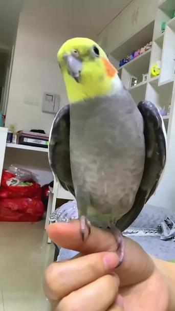 玄风鹦鹉吹口哨图标