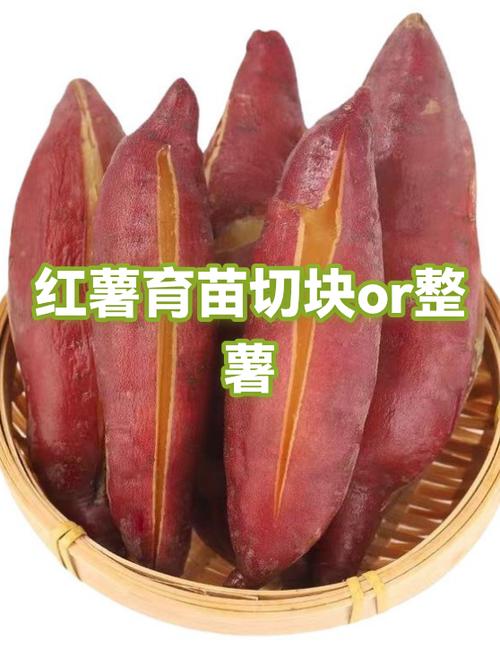 自己在家培育红薯苗