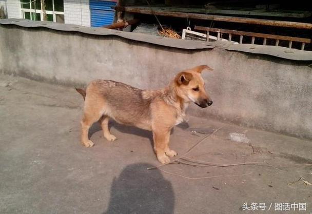 细狗抗日战争全集