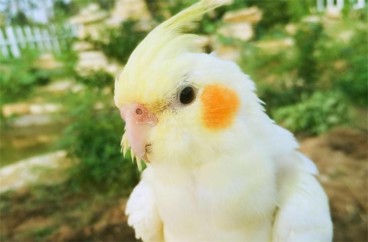 玄凤只养一只会抑郁吗截图
