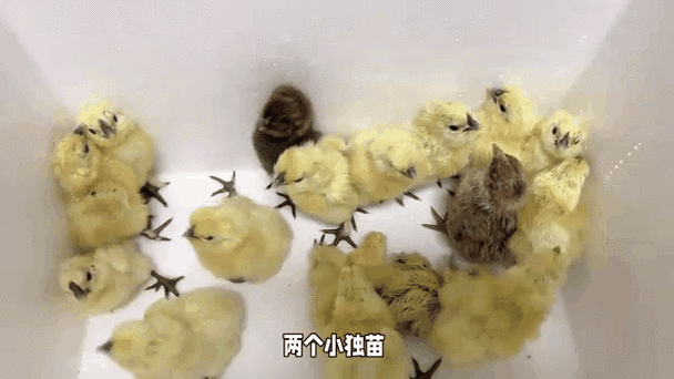 为什么没有小鸡来偷吃