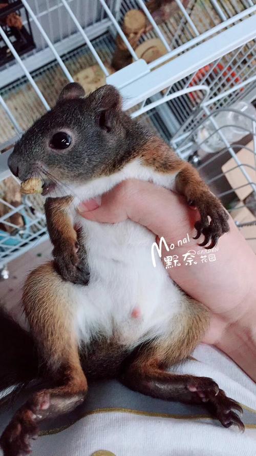 松鼠养殖游戏截图