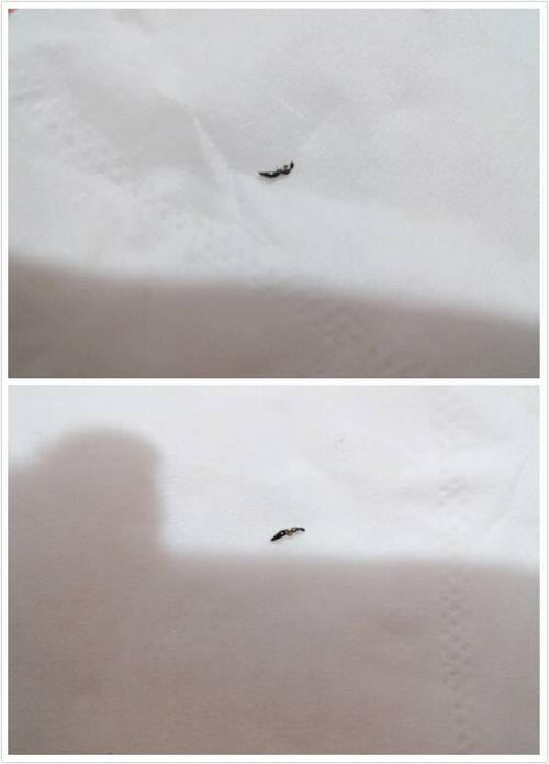 床上有小黑虫像蚂蚁