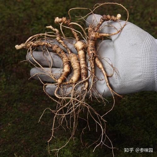 吃人参流鼻血原因