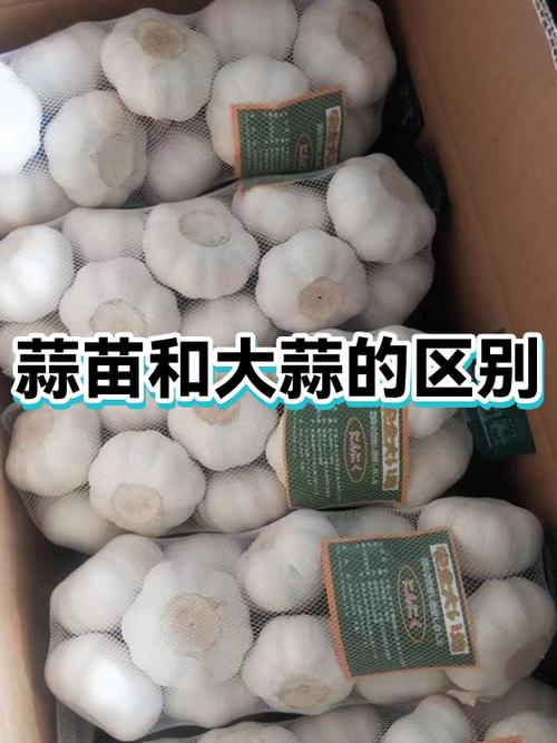 大蒜和蒜头有什么区别