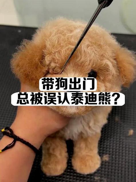 狗狗什么时候可以带出去图标