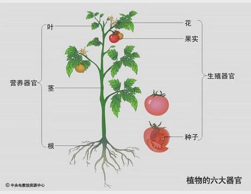 番茄果实为什么器官