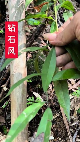 钻石风植物图片