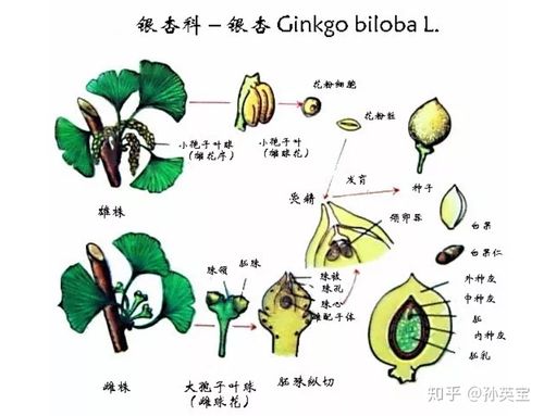 银杏科普