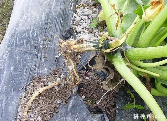西葫芦的根系长什么样