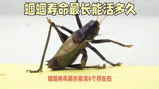 蝈蝈不叫的原因分析图标