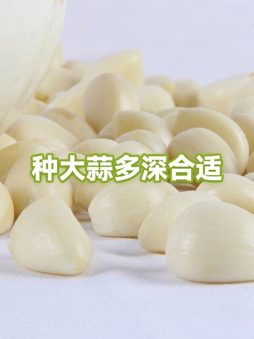 大蒜种多深最好