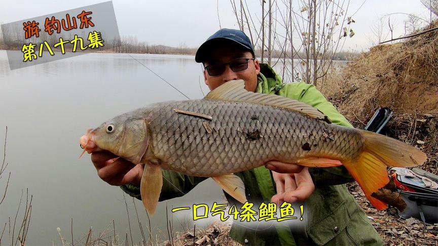 下载鲤鱼赚赚