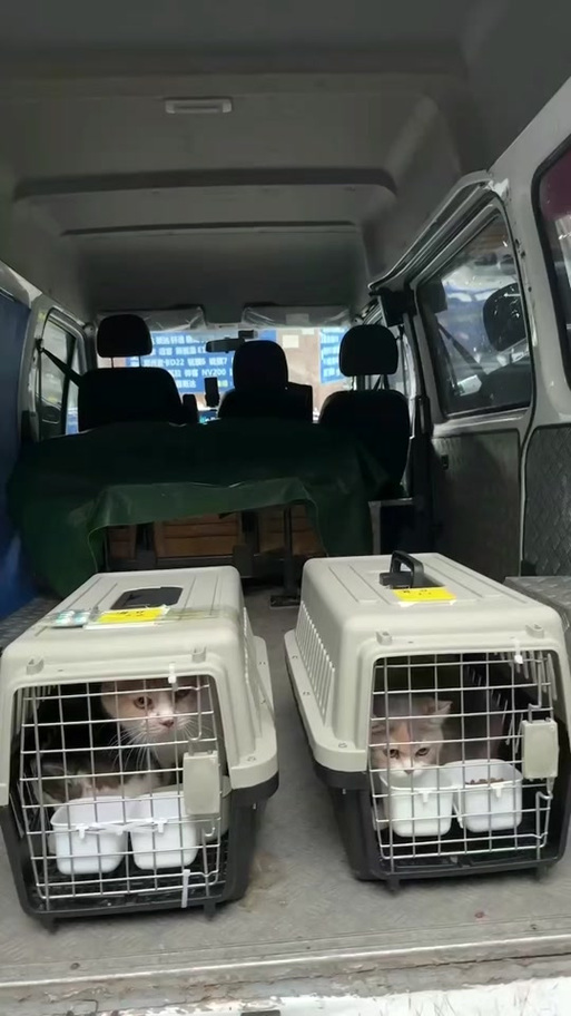宠物怎么运输