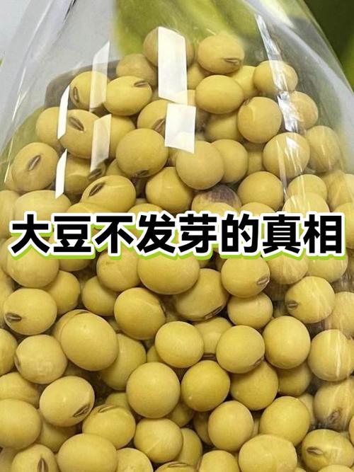 吃的豆子哪些不发芽的