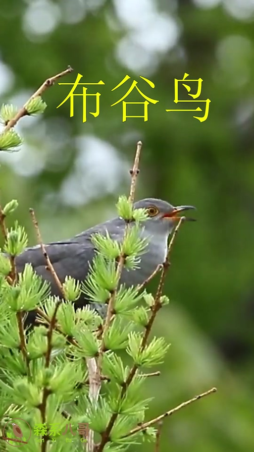 微信布谷鸟叫声铃声图标