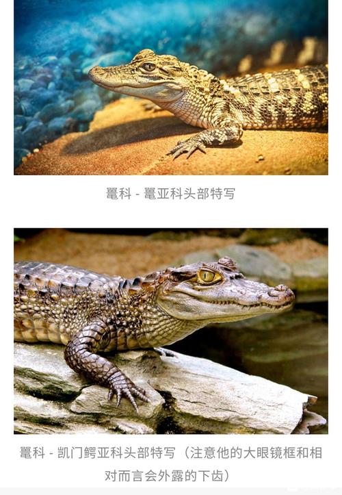 鳄鱼最火的一句缩略图