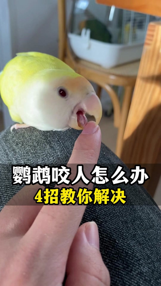 虎皮鹦鹉很使劲的咬人