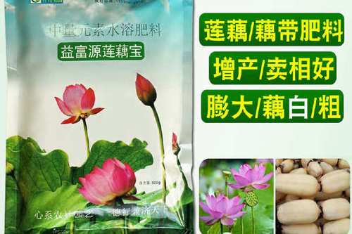 莲藕用什么肥料最好缩略图