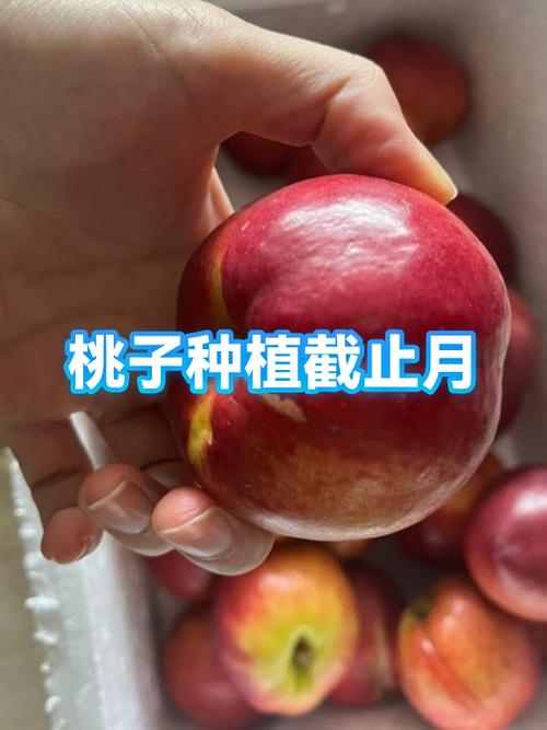 吃完的桃子怎么种