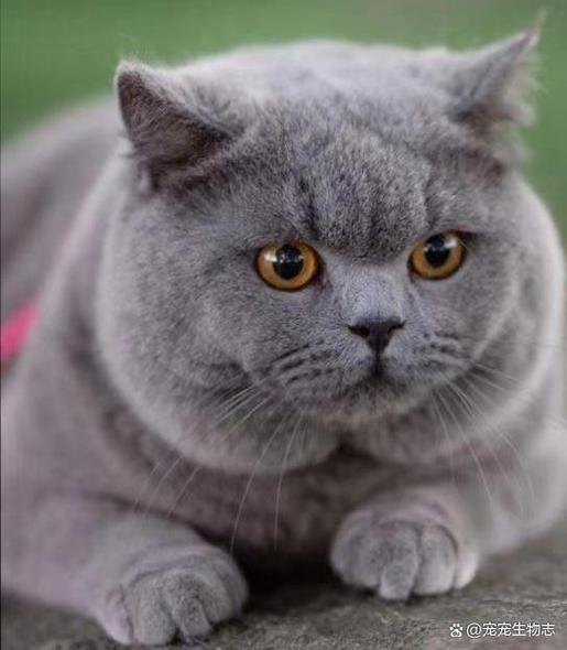 纯蓝猫图标