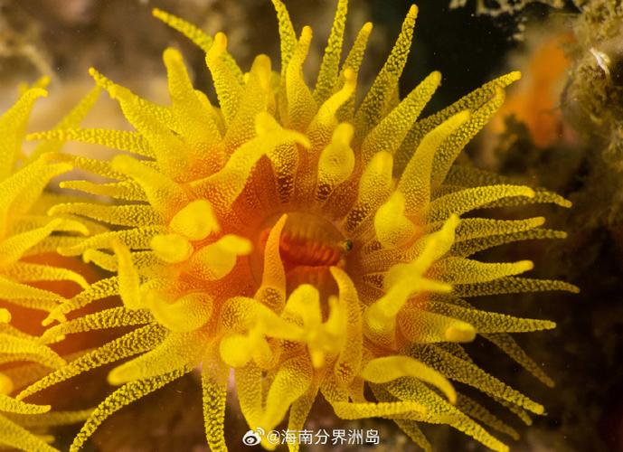 沙蒜和海葵的区别