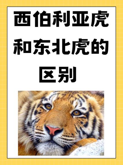 小虎子属于什么档次游戏截图