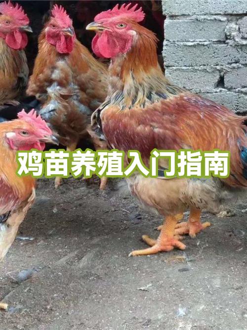 养殖鸡苗的养殖技术