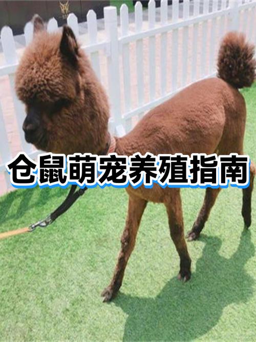 养殖场如何批量养仓鼠