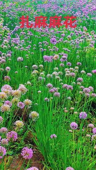 草本植物图片图标