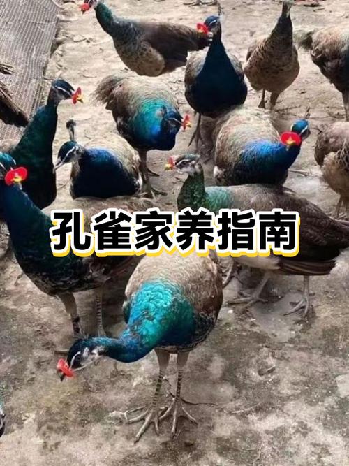 蓝孔雀可以私人养殖吗