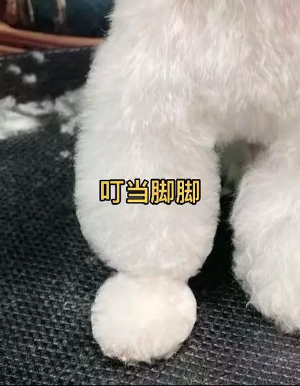 叮当萌宠平台截图
