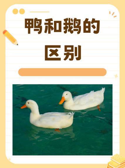 鹅和鸭肉有什么区别