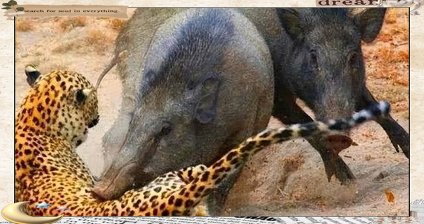 捕猎母猪无光