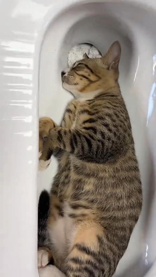 猫咪在卫生间门口趴着