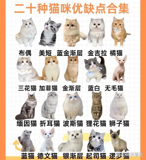 山人喵是什么品种截图