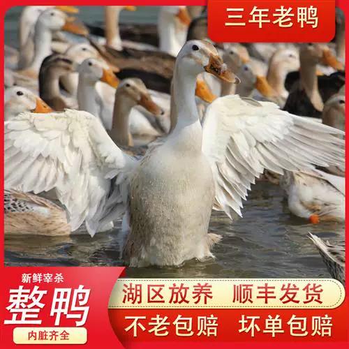 水鸭和老鸭哪个好