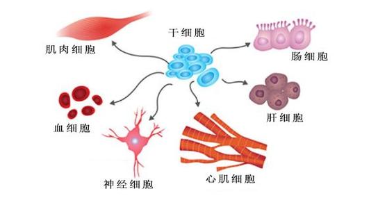 细胞分化的定义
