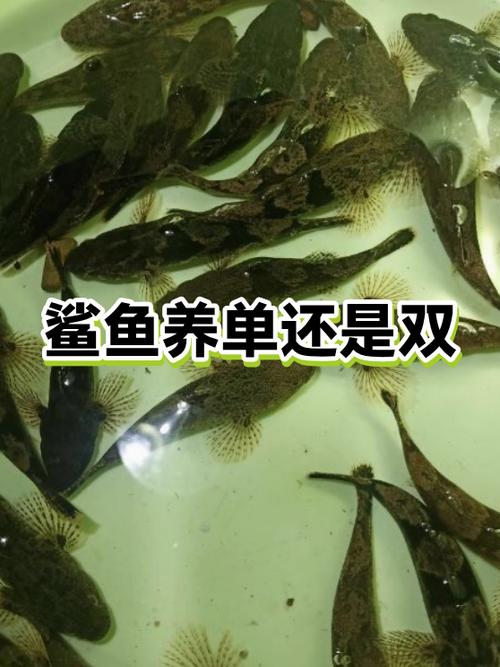 养鲨鱼犯法吗
