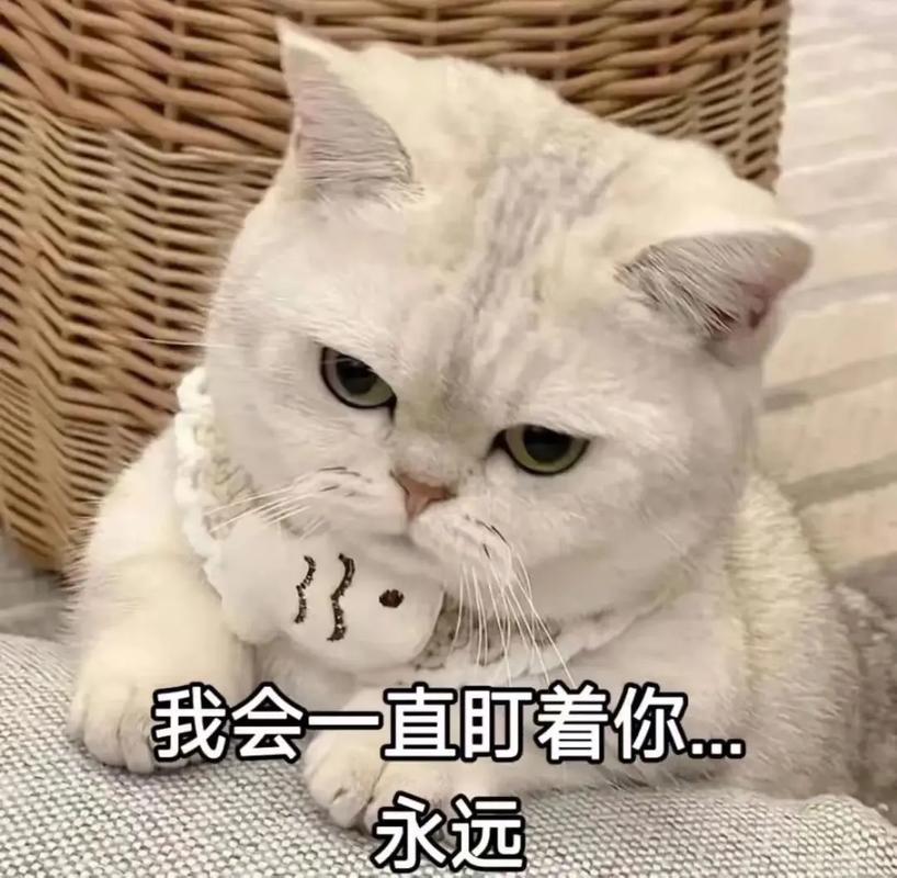 网络很火的gif表情截图