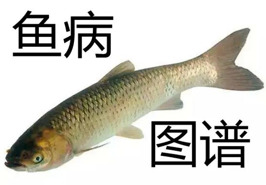 二氧化氯能治疗鱼的烂鳍吗游戏截图