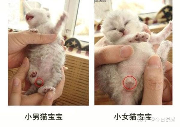 刚出生的小猫公母图片