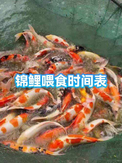 新买的鱼多长时间喂