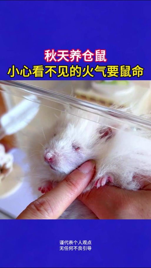 仓鼠吃纸有事吗