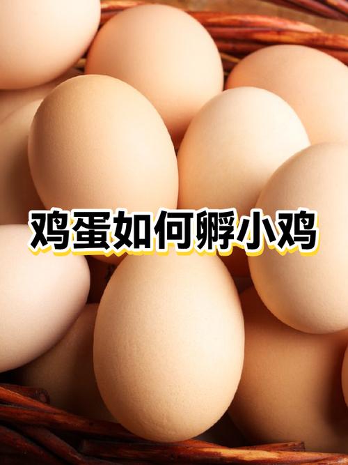 养小鸡换鸡蛋的app缩略图