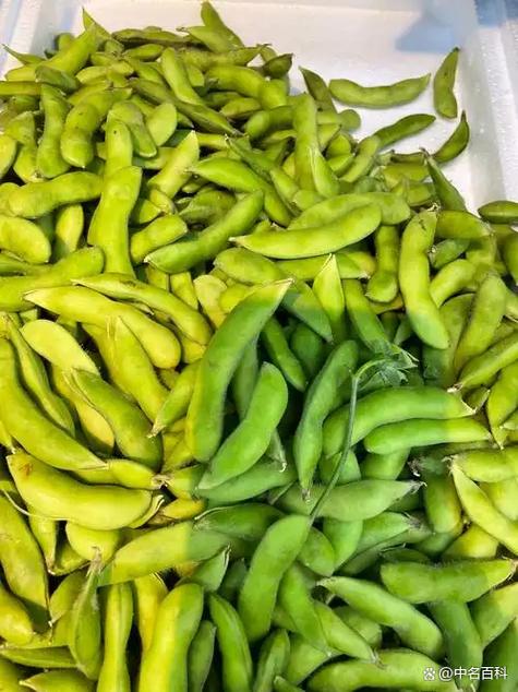 毛豆长大了是黄豆吗