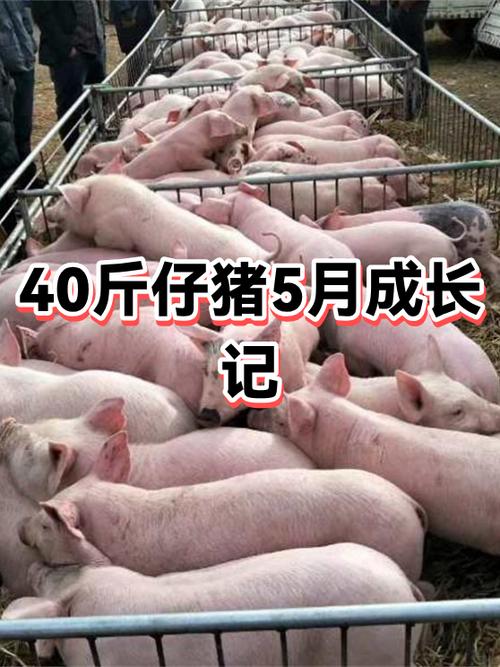 30-40斤小猪价格表今日猪价缩略图