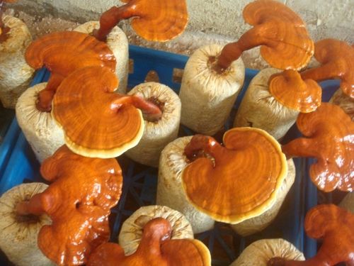 灵芝菌种在哪里购买