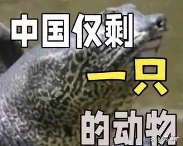 熊猫剩下多少只截图