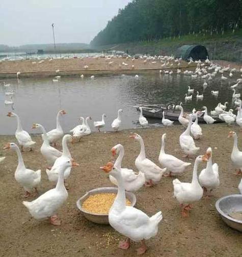 哪里有养鹅的图标